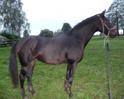 dressage horse Seiyo (Westphalian, 2007, from Sanyo)