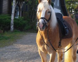 horse Sammy (Haflinger, 2006)