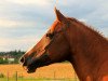 horse Angel (German Riding Pony, 1995, from Achmet ShA)