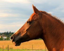 horse Angel (German Riding Pony, 1995, from Achmet ShA)