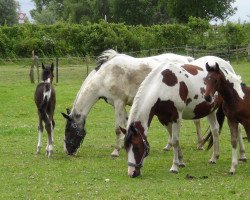 Zuchtstute Giona (Pinto/Kleines Reitpferd,  , von Ramiro)