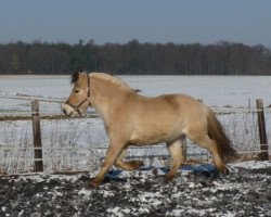 horse Ononis (Fjord Horse, 2002, from Ohlsen)