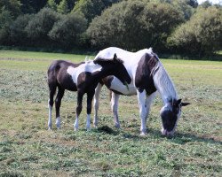 broodmare Omfalia (Pinto / Small Riding Horse, 1997, from Kavalier)