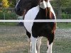 Pferd Bellinda (Polnisches Warmblut, 2001, von Liban)