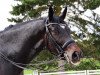 dressage horse Don Grosso 2 (Westphalian, 2006, from Don Schufro)