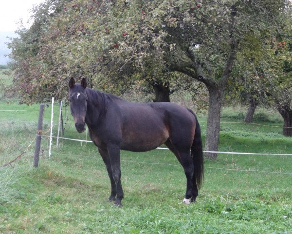 Pferd Rebecca (Westfale, 1988, von Rex Fritz)