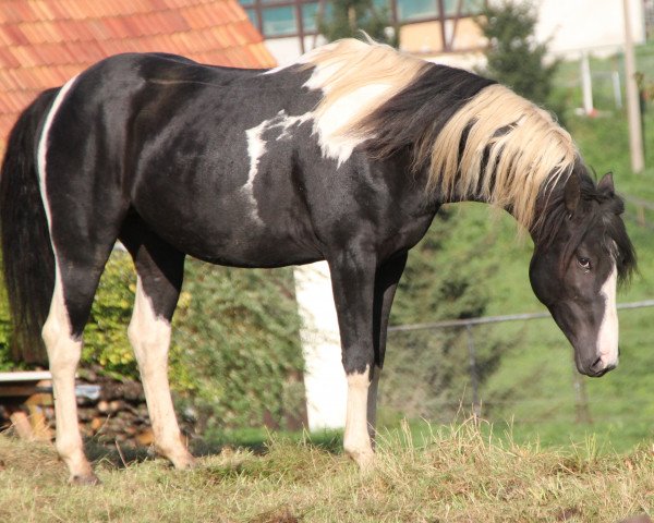 horse Alamo (Pinto / Small Riding Horse, 2010)