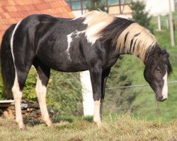 Pferd Alamo (Pinto/Kleines Reitpferd, 2010)