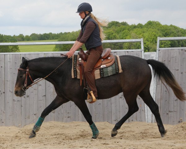 horse Ray (Trakehner, 2011)