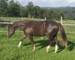 Pferd Reds Dark Rein (Quarter Horse, 2012, von Reds Gonna Rein)