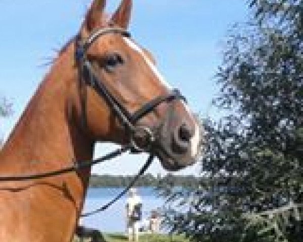 dressage horse Quadro 16 (German Sport Horse, 2006, from Quaterman I)