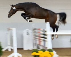 jumper Harvey Rg (KWPN (Royal Dutch Sporthorse), 2012, from Numero Uno)