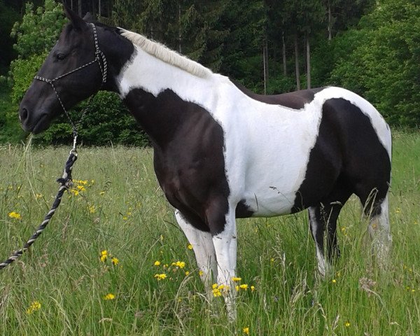 Pferd SP Macs Peppy Jet (Paint Horse, 2004, von Mac Gun Leobar)