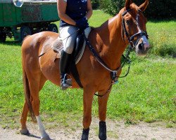 Pferd Scoobydoo (Polnisches Warmblut, 2006, von Lwowek)