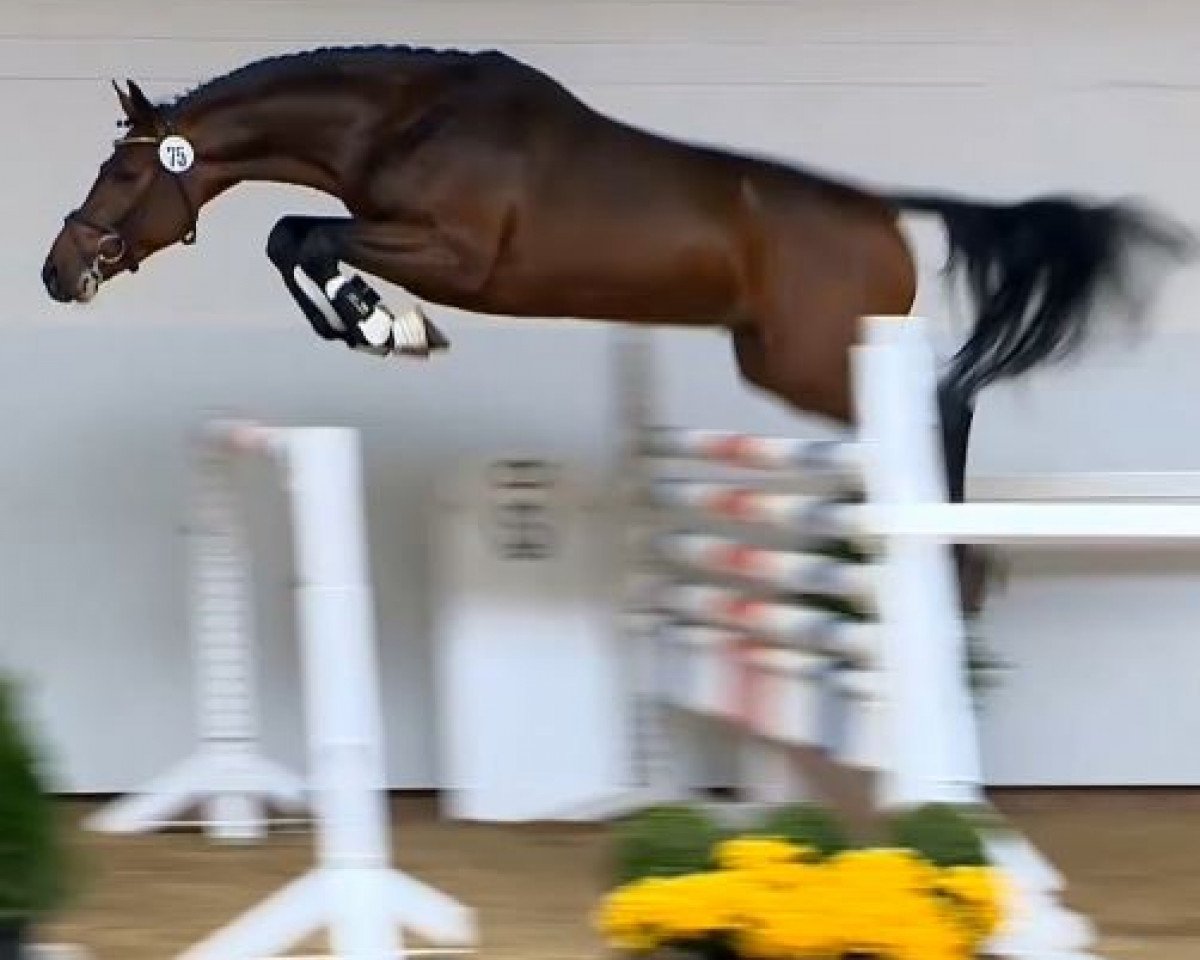 Springpferd Los Angeles' Rubin (Oldenburger Springpferd, 2012, von Los Angeles)