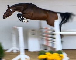 jumper Los Angeles' Rubin (Oldenburg show jumper, 2012, from Los Angeles)