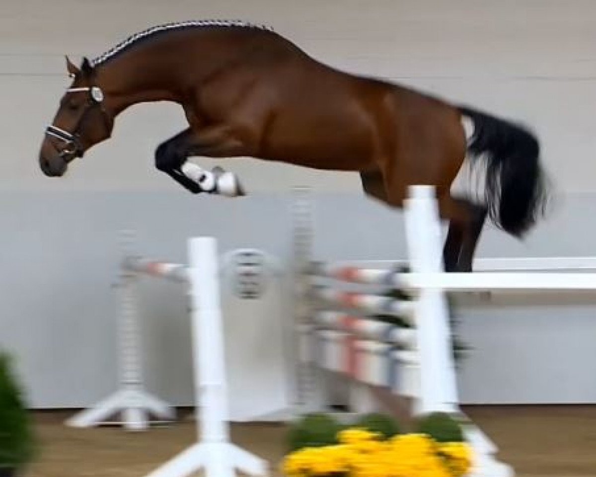 Springpferd Emil du Coeur D'Or Z (Zangersheide Reitpferd, 2012, von Elvis Ter Putte)