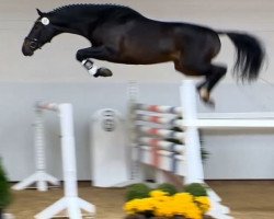 jumper Diarubel (Oldenburg show jumper, 2012, from Diarado)