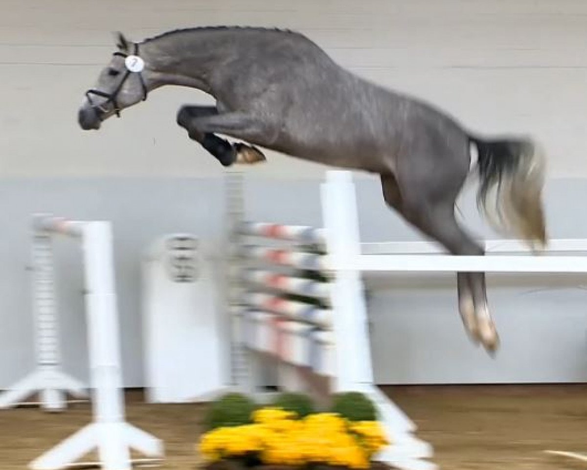 stallion KMS Chicago (Holsteiner, 2012, from Clarimo Ask)