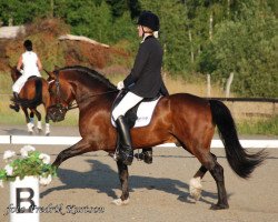 stallion Hoppenhof's Jop (New Forest Pony, 2003, from Nieuwmoeds Patrick)