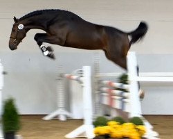 stallion Hermandad (KWPN (Royal Dutch Sporthorse), 2012, from Carambole)