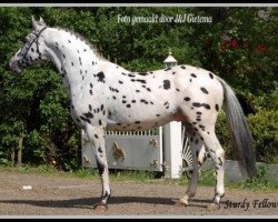 Deckhengst Palousa-Sturdy Fellow (Appaloosa, 2000, von Gribaldi)