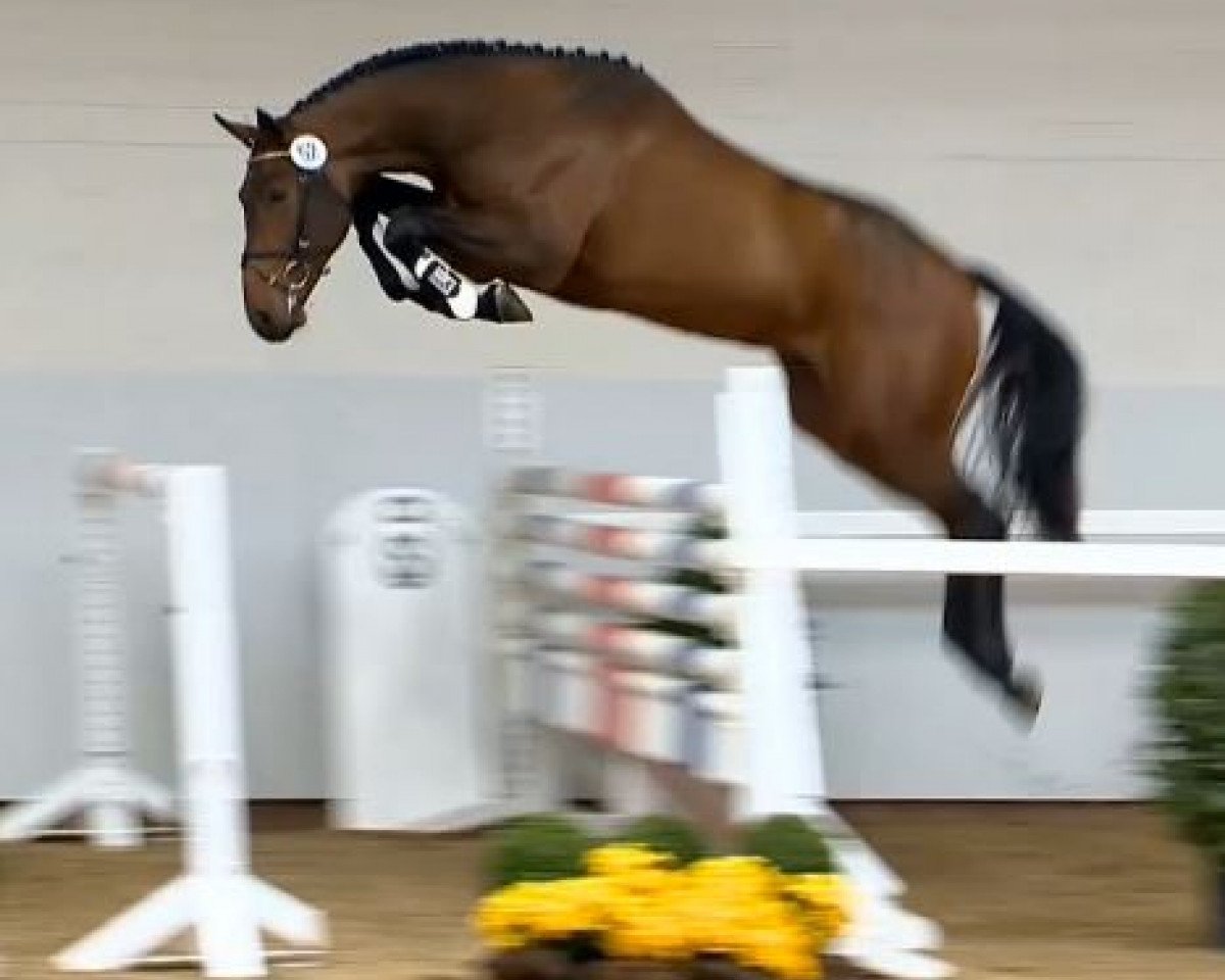 Deckhengst Vincent (KWPN (Niederländisches Warmblut), 2012, von Guccio)