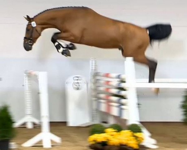 stallion Somersby 5 (Oldenburg show jumper, 2012, from Stakko)