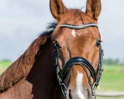 dressage horse Bellise S (Hanoverian, 2009, from Belissimo NRW)