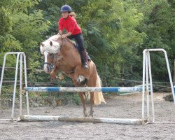 stallion Weeping Willow (Haflinger, 1995, from Winterstern)