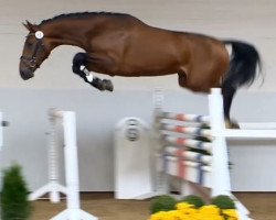 jumper Haradhan Fortuna (KWPN (Royal Dutch Sporthorse), 2012, from Eldorado vd Zeshoek Tn)