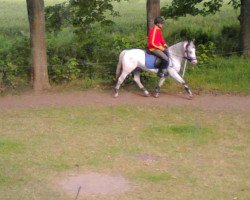 Pferd Oberon (Appaloosa, 2011, von Palousa-Sturdy Fellow)