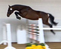 jumper Donald Z (Zangersheide riding horse, 2012, from Diamant de Semilly)