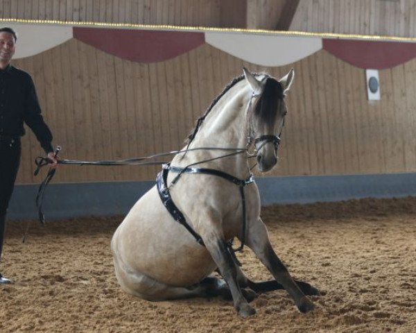 stallion Giorgio (Pura Raza Espanola (PRE), 2009, from Peladilla IV)