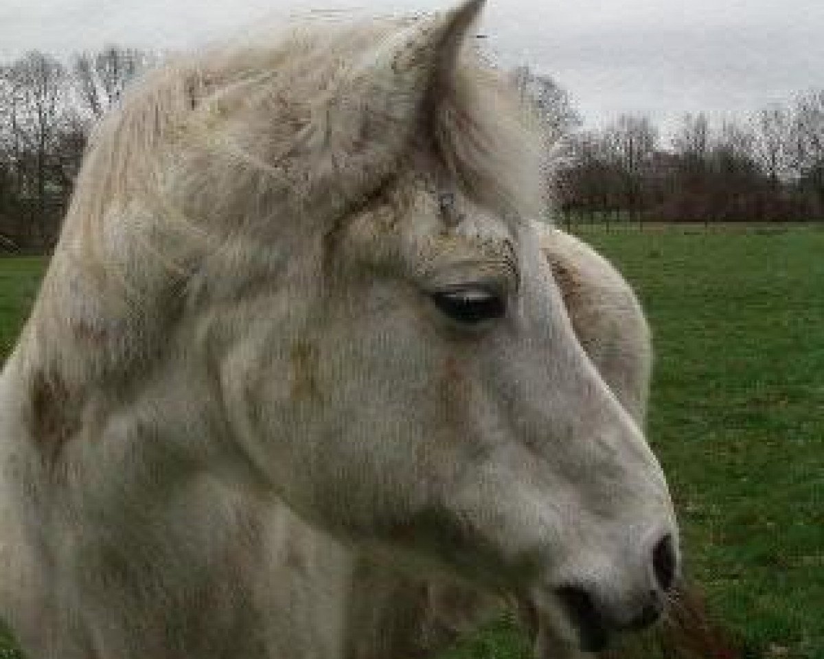 Zuchtstute Watershof Cornelia (New-Forest-Pony, 1973, von Sweet William)