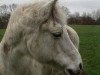 broodmare Watershof Cornelia (New Forest Pony, 1973, from Sweet William)
