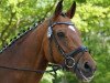 dressage horse Fordon (Westphalian, 2008, from Florencio I)