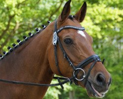 dressage horse Fordon (Westphalian, 2008, from Florencio I)