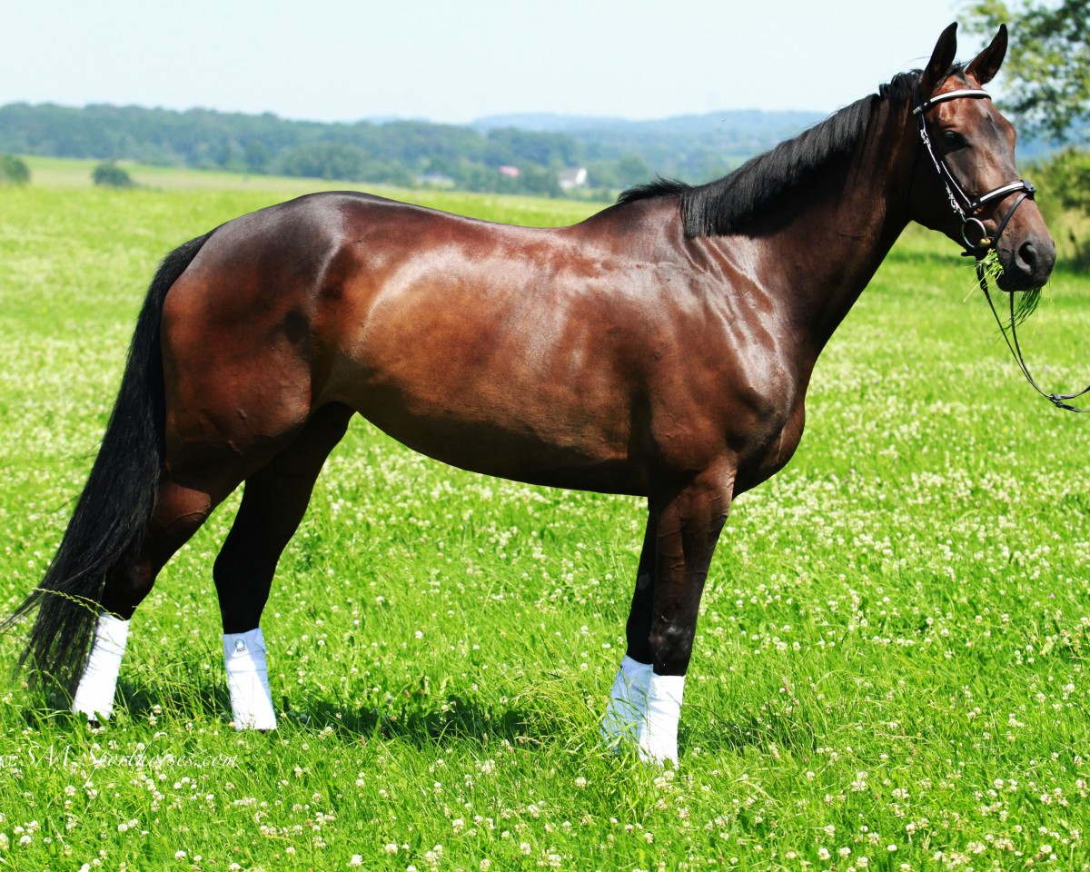 dressage horse Lean Logistics Sausolita (Hanoverian, 2009, from Silberschmied)