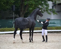 stallion Fürstenstern 6 (Württemberger, 2010, from Fürst Nymphenburg)