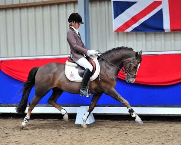 stallion Woodrow Carisbrooke (New Forest Pony, 2000, from Peveril Peter Piper)