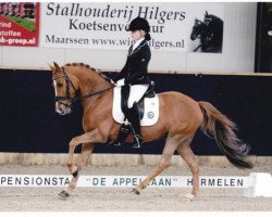 Dressurpferd Hoppenhof's James (New-Forest-Pony, 2006, von Woodrow Carisbrooke)