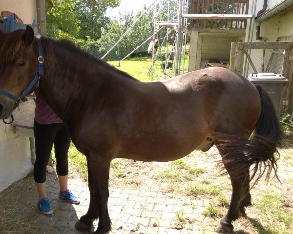 horse Naskur von Hohenstein (Iceland Horse, 1995, from Náttfari vom Wiesenhof)