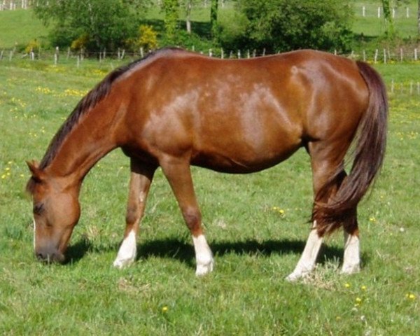 Zuchtstute Locket Suela (New-Forest-Pony, 1984, von Merrie Moscan)