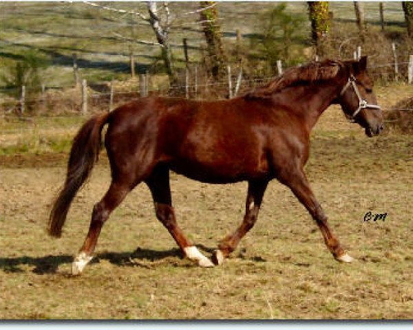 Zuchtstute Locket Sandra (New-Forest-Pony, 1993, von Molenaar's Golden King)