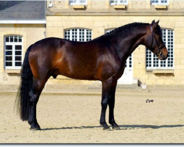 stallion Priory Firelight II (New Forest Pony, 1996, from Priory Prankster)