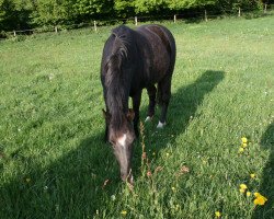 horse Moni (Welsh, 1994)