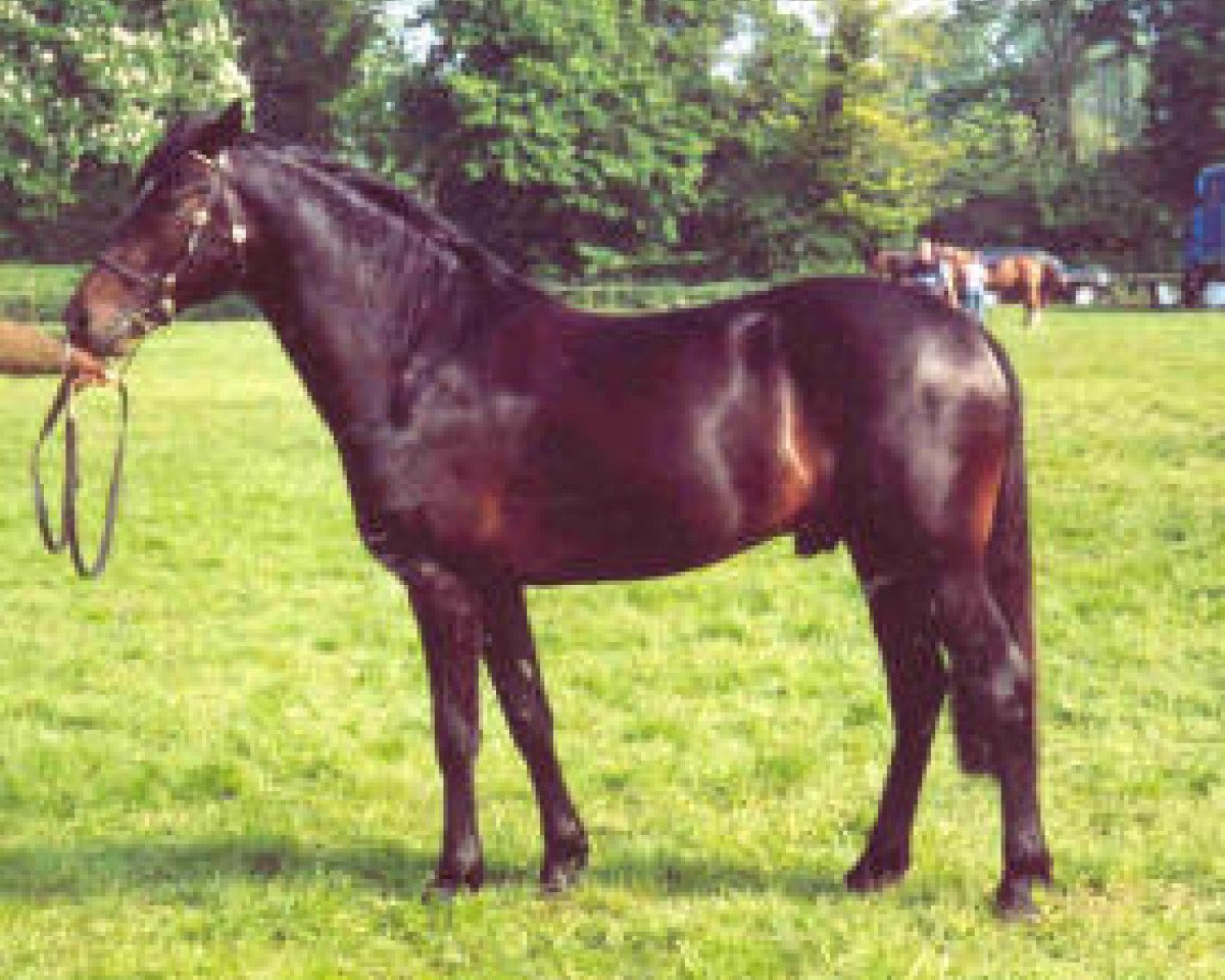 horse Priory Hooray Henry (New Forest Pony, 2002, from Priory Moonlight II)