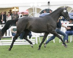 broodmare La Granada (Oldenburg show jumper, 2003, from Landor S)