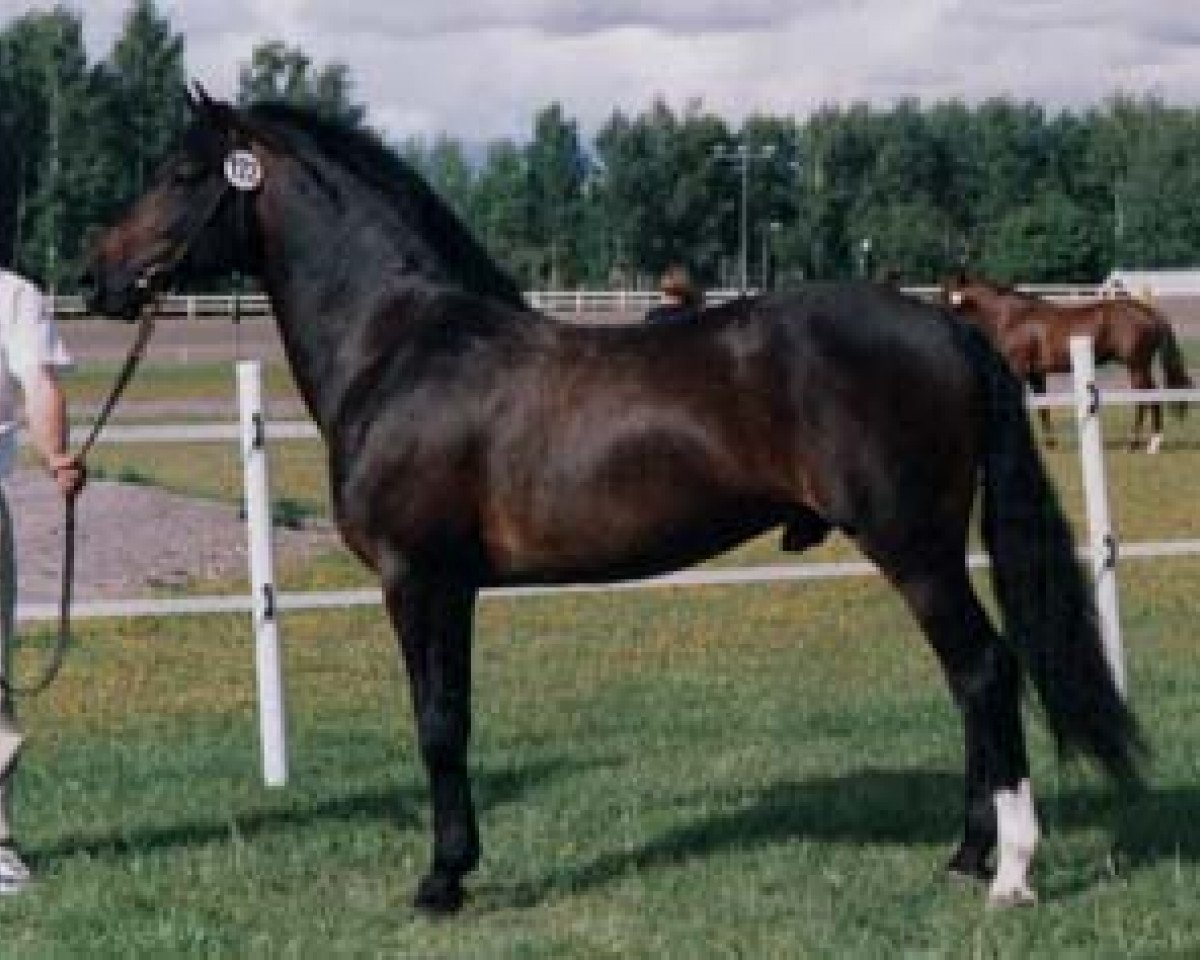 stallion Priory Dallas (New Forest Pony, 1991, from Priory Tickled Pink)